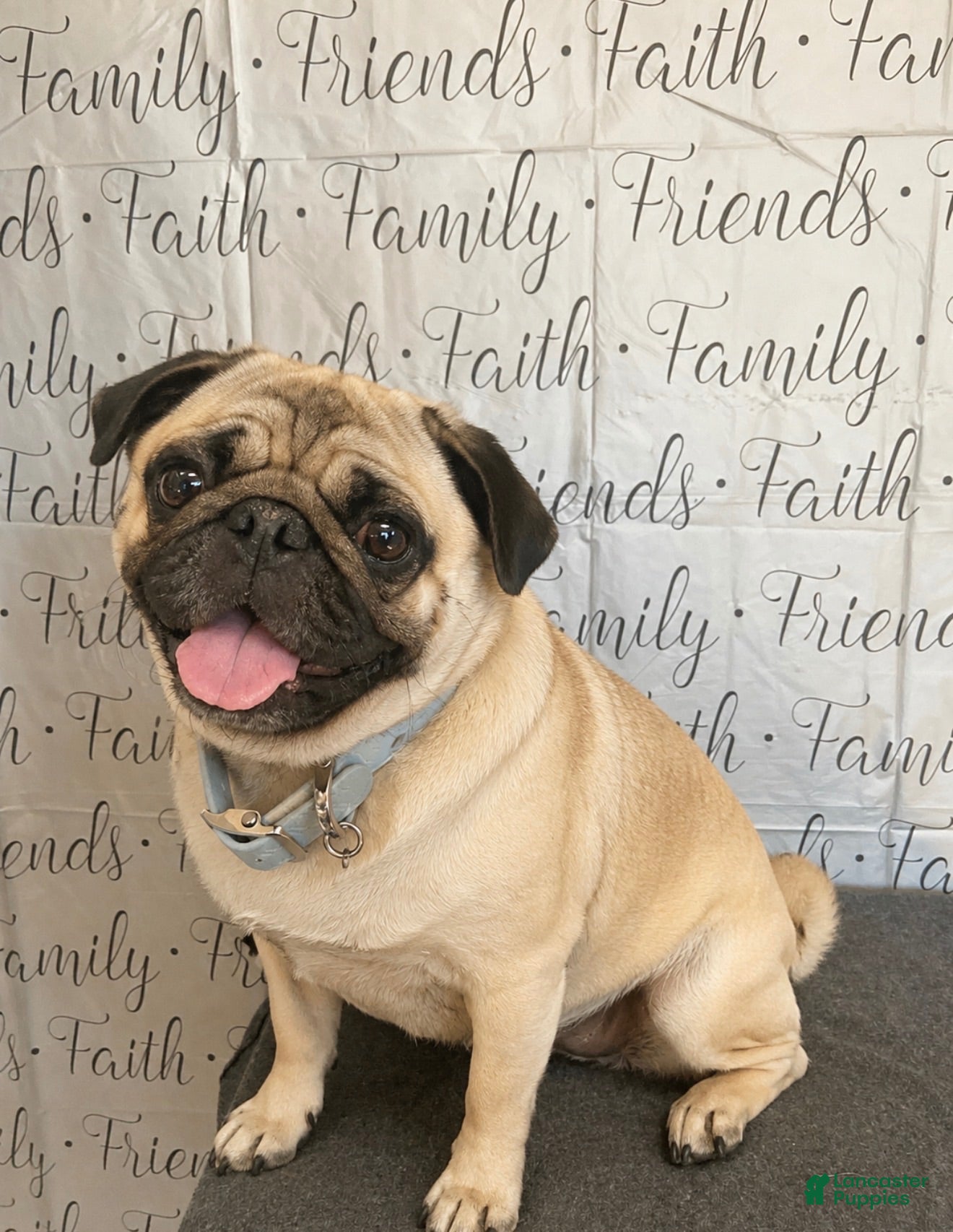 Mixed Breed dogs Bugg boy - Ad 2