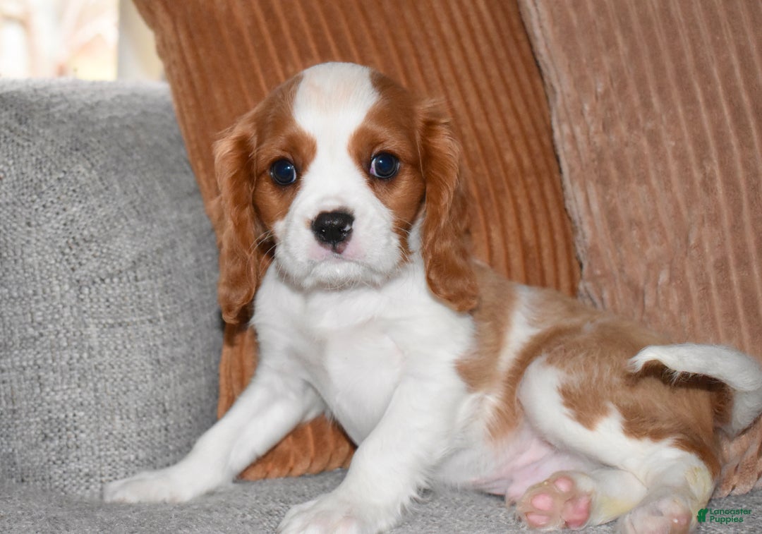 Cavalier King Charles Spaniel dogs for sale: Mack - Ad 8