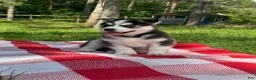 Siberian Husky dogs for sale: Lucky 🍀  - Ad 1