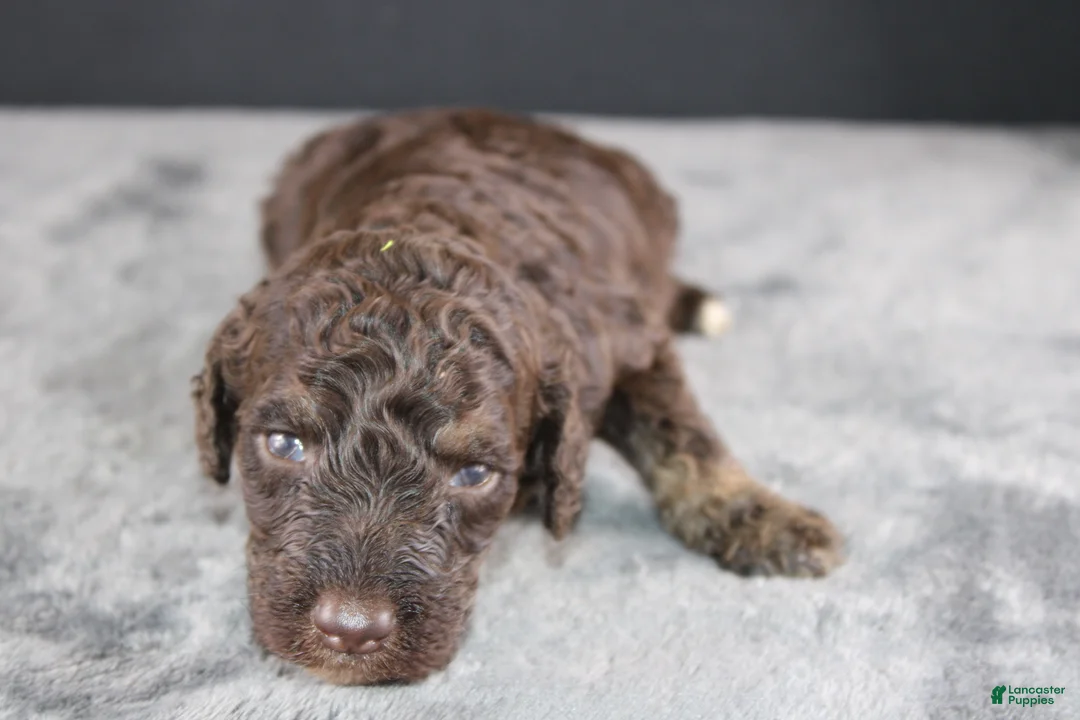 Standard Poodle dogs for sale: Patsy C - Ad 2