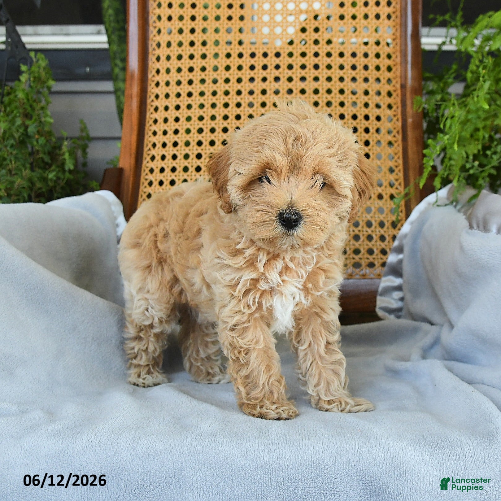 Maltipoo dogs Janie - Ad 1