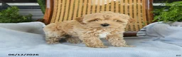 Maltipoo dogs for sale: Janie - Ad 1
