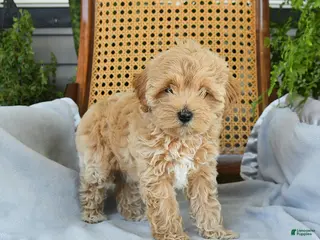 Maltipoo dogs for sale: Janie - Ad 3