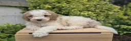 Bernedoodle dogs for sale: Connor - Ad 3
