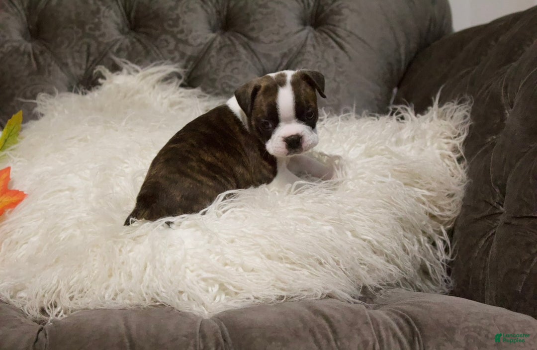 Boston Terrier dogs for sale: Esme - Ad 2