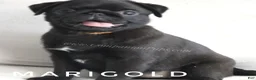 Pug dogs for sale: Ready for Family Fun - Vax Done - Marigold - Ad 6