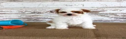Mixed Breed dogs for sale: Nacho - Ad 5
