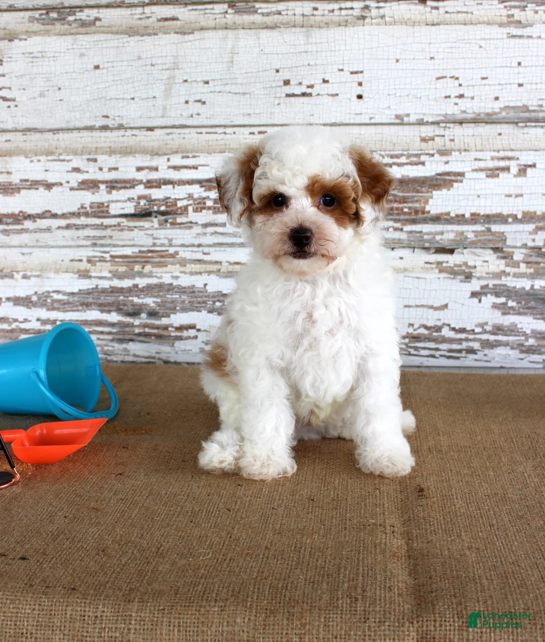 Mixed Breed dogs for sale: Nacho - Ad 5