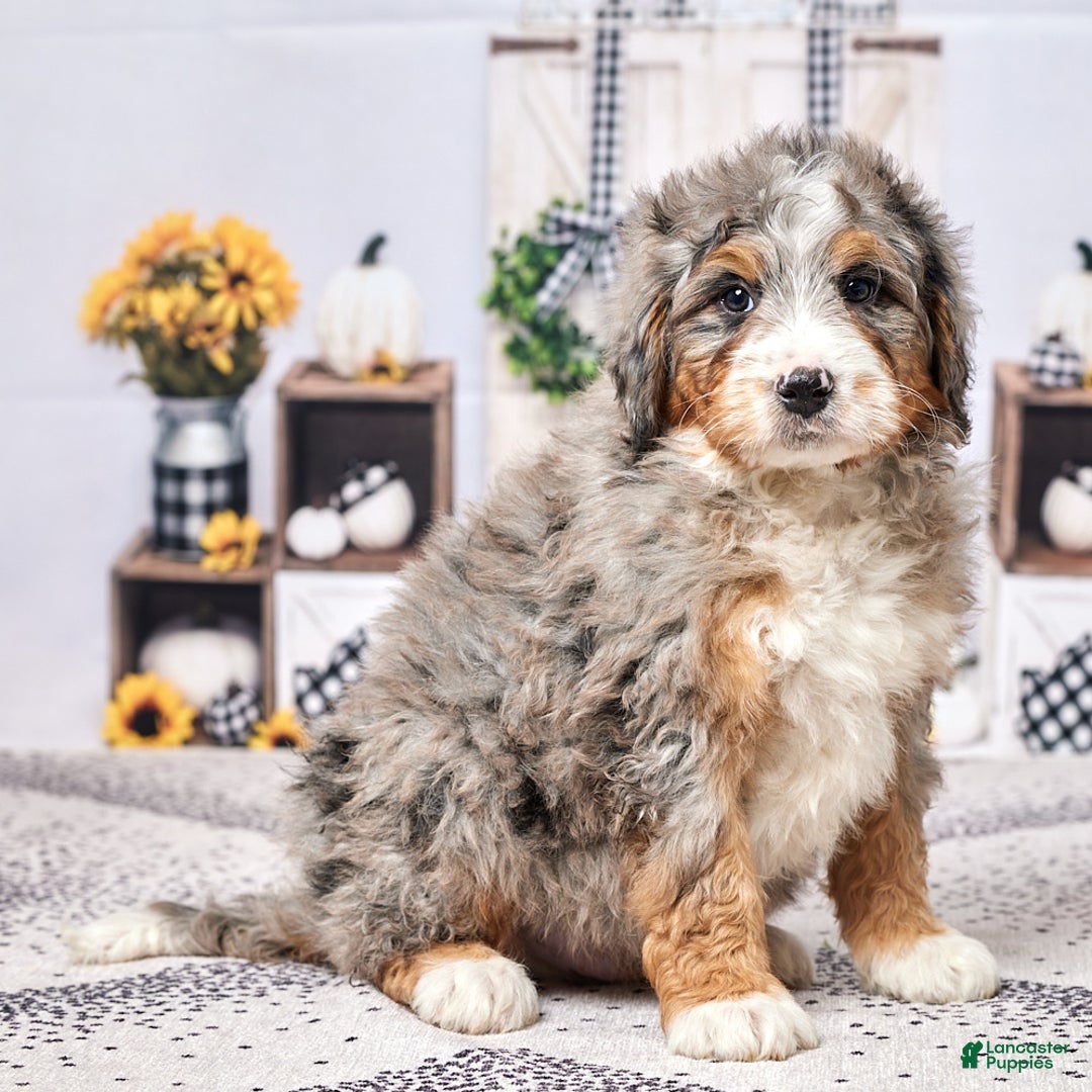 Mini Bernedoodle dogs for sale: Reggie - Ad 7