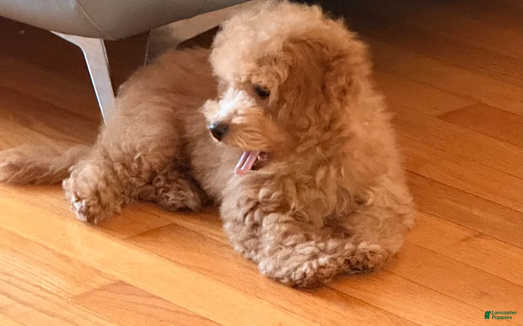 Miniature Poodle dogs for sale: Miniature Poodle Puppy 2 - Ad 2