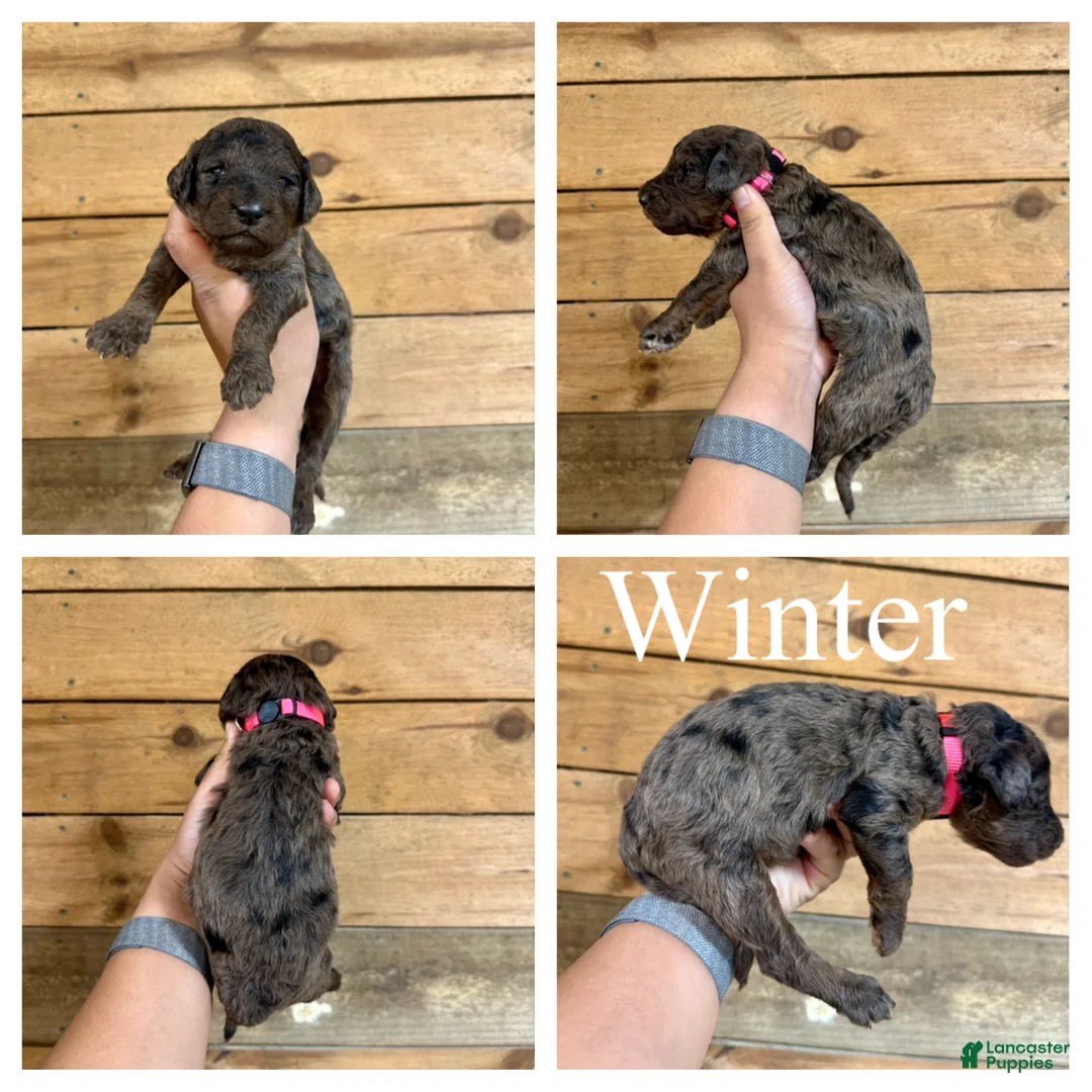 Goldendoodle dogs for sale: Winter- Standard F1B - Ad 1