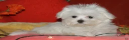 Maltese dogs for sale: Conrad - Ad 3