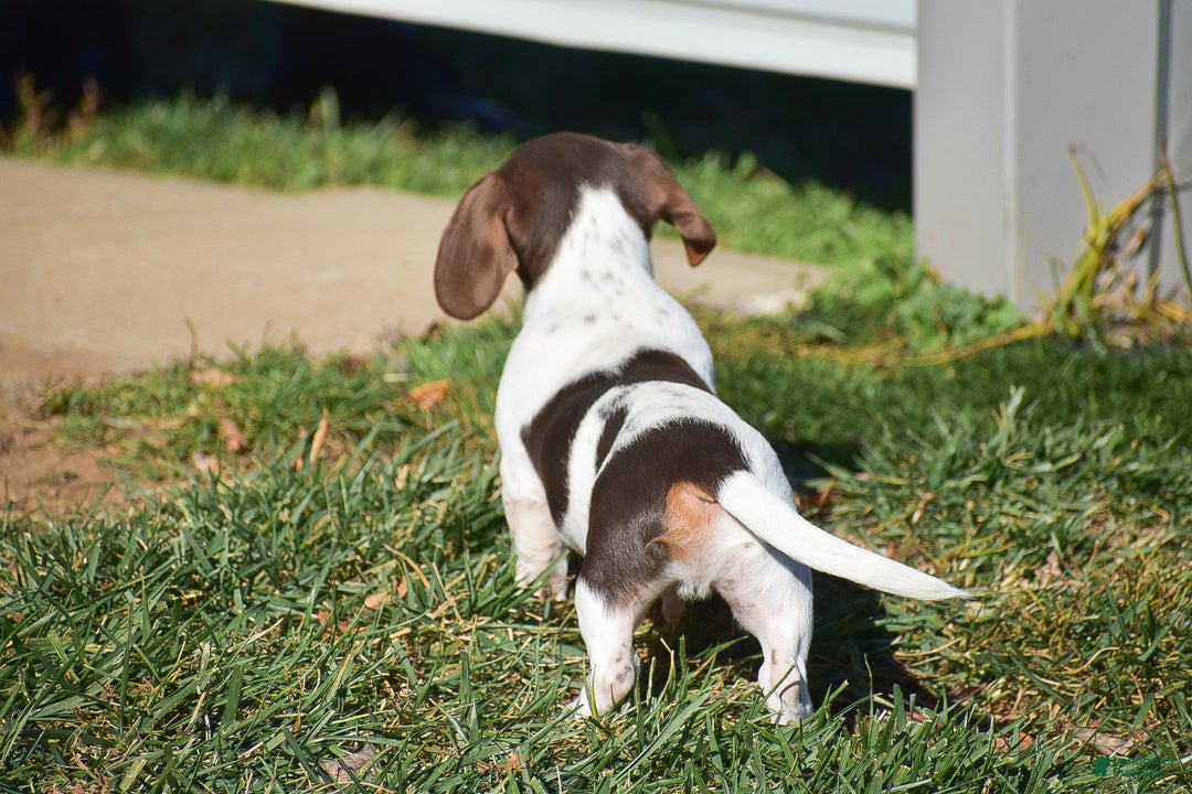 Dachshund dogs for sale: Bandit - Ad 5