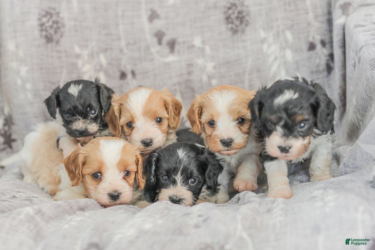 Gallery Image {{count}}