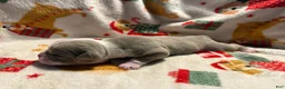 Olde English Bulldogge dogs for sale: Tri Lilac  - Ad 3