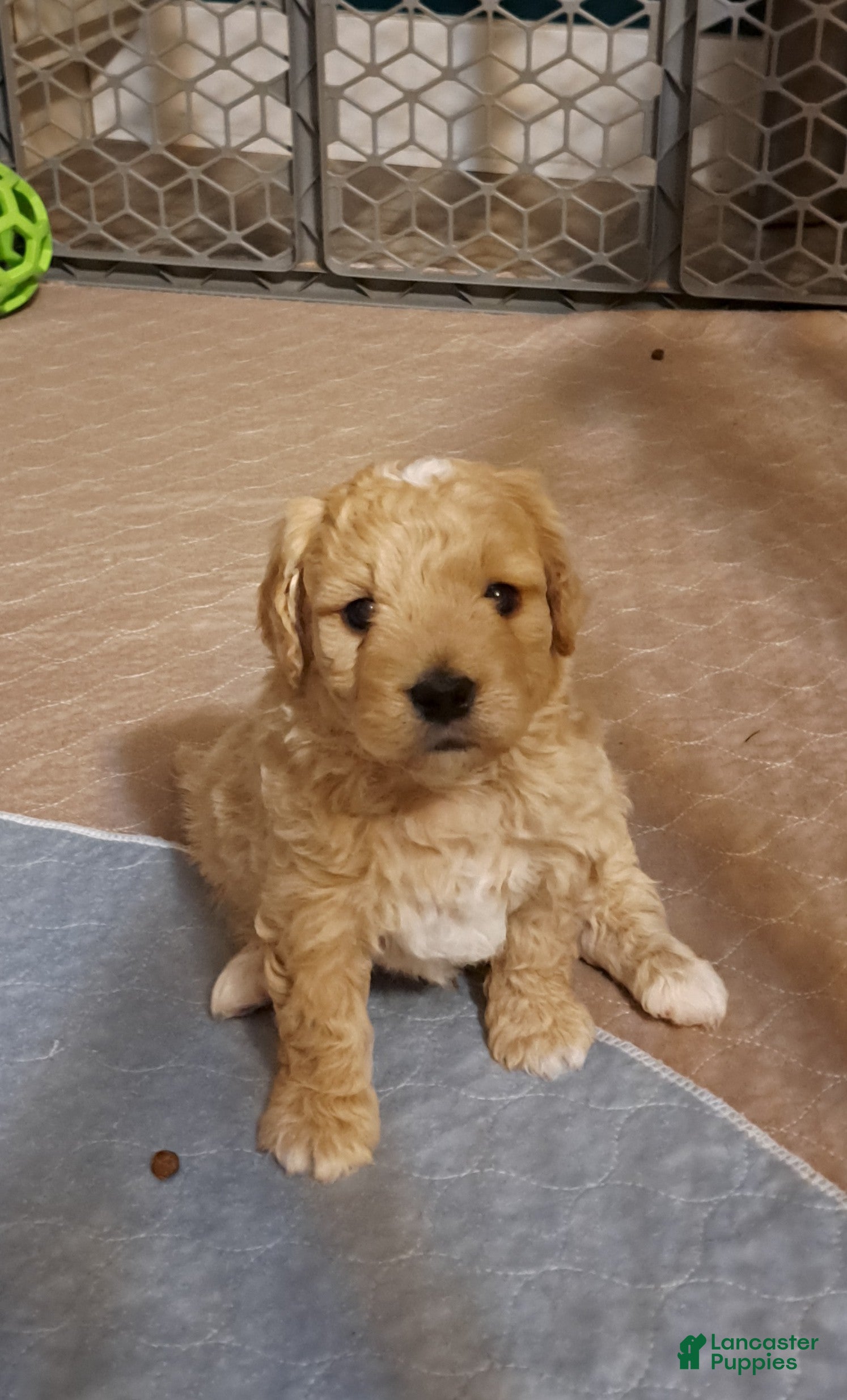 Mini Goldendoodle dogs Mini Goldendoodle, Biscuit - Ad 2