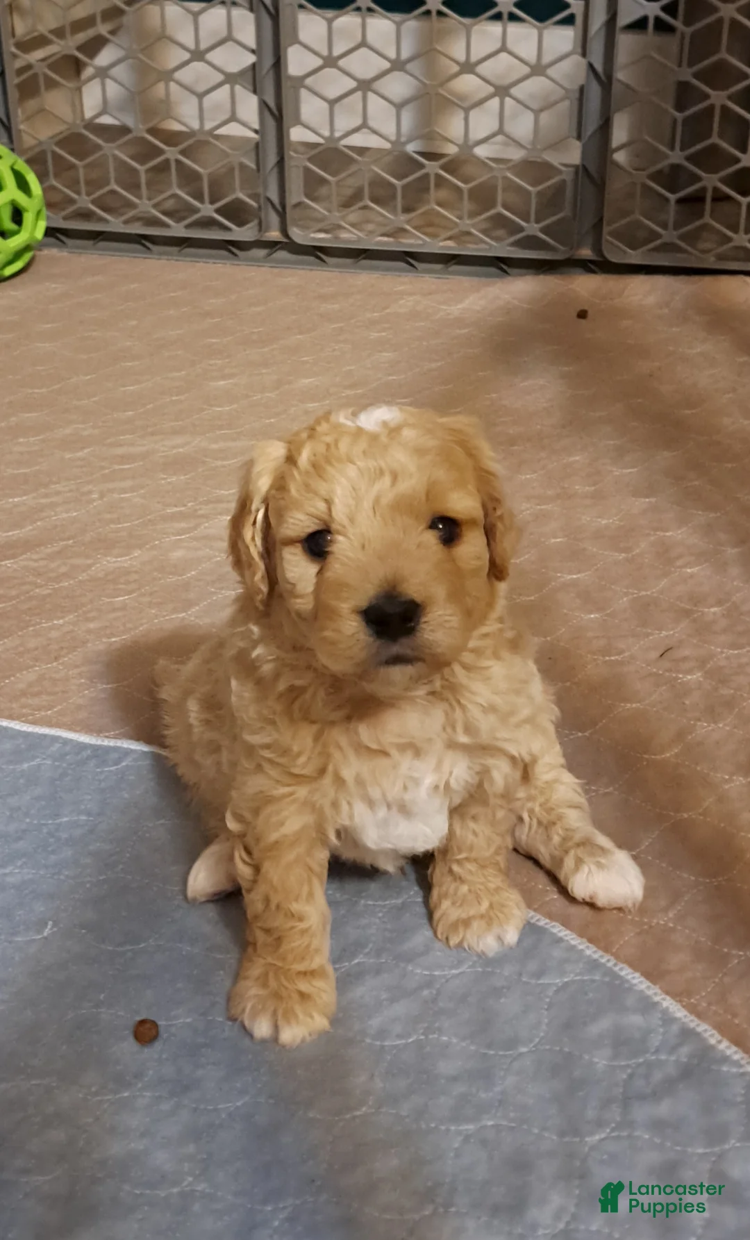 Mini Goldendoodle dogs for sale: Mini Goldendoodle, Biscuit - Ad 2
