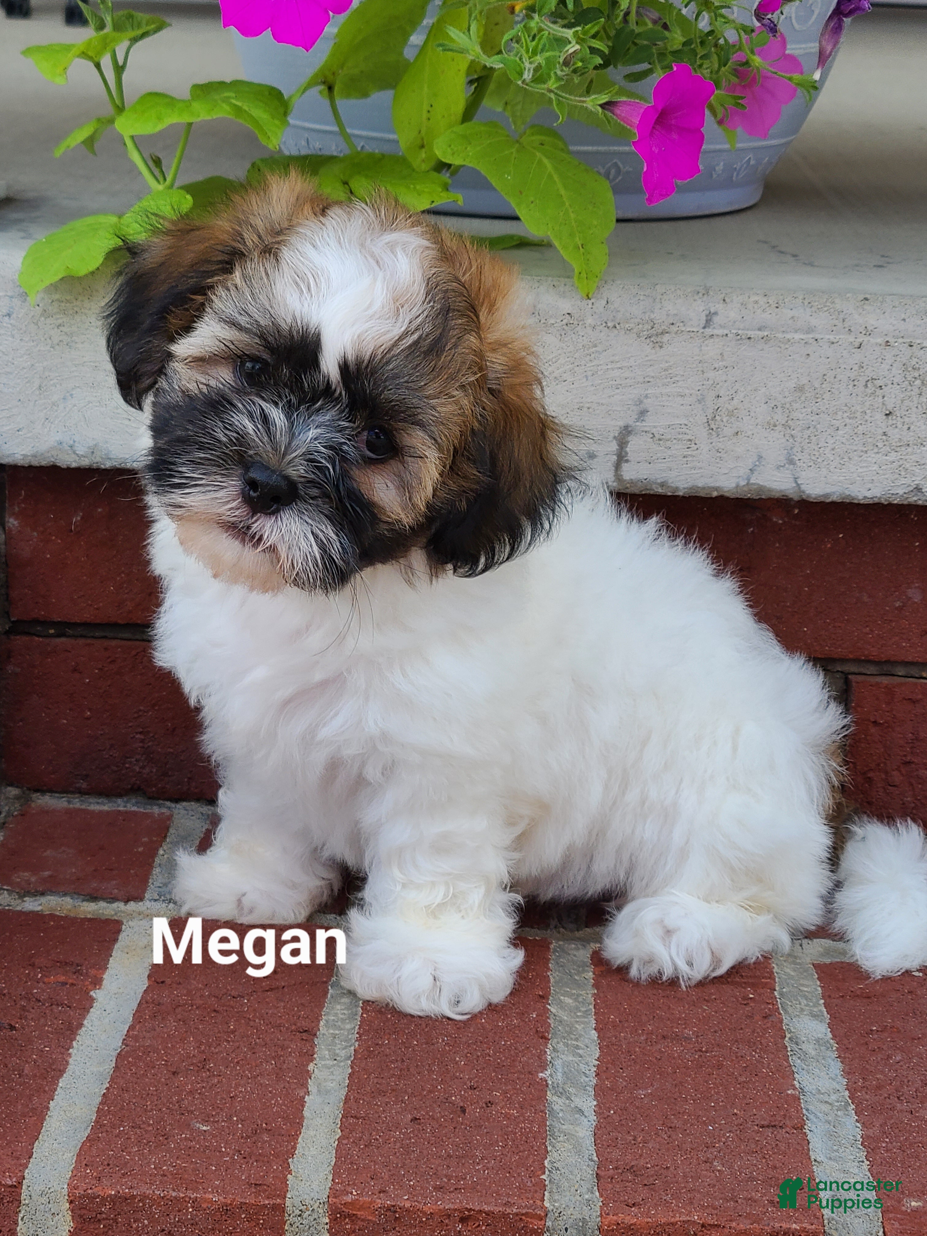 Teddy Bear dogs Megan  - Ad 1