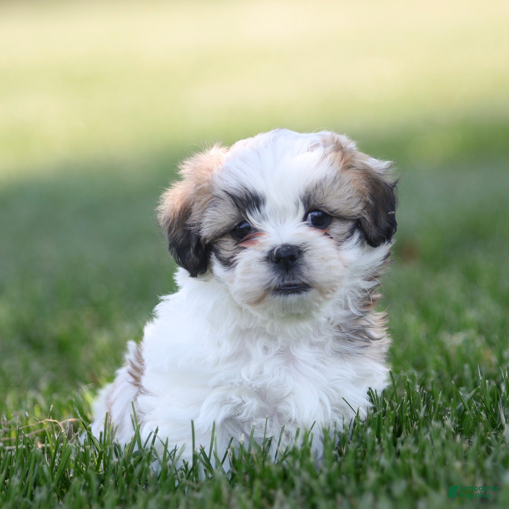 Teddy Bear dogs Tank Teddy Bear Puppy  - Ad 1