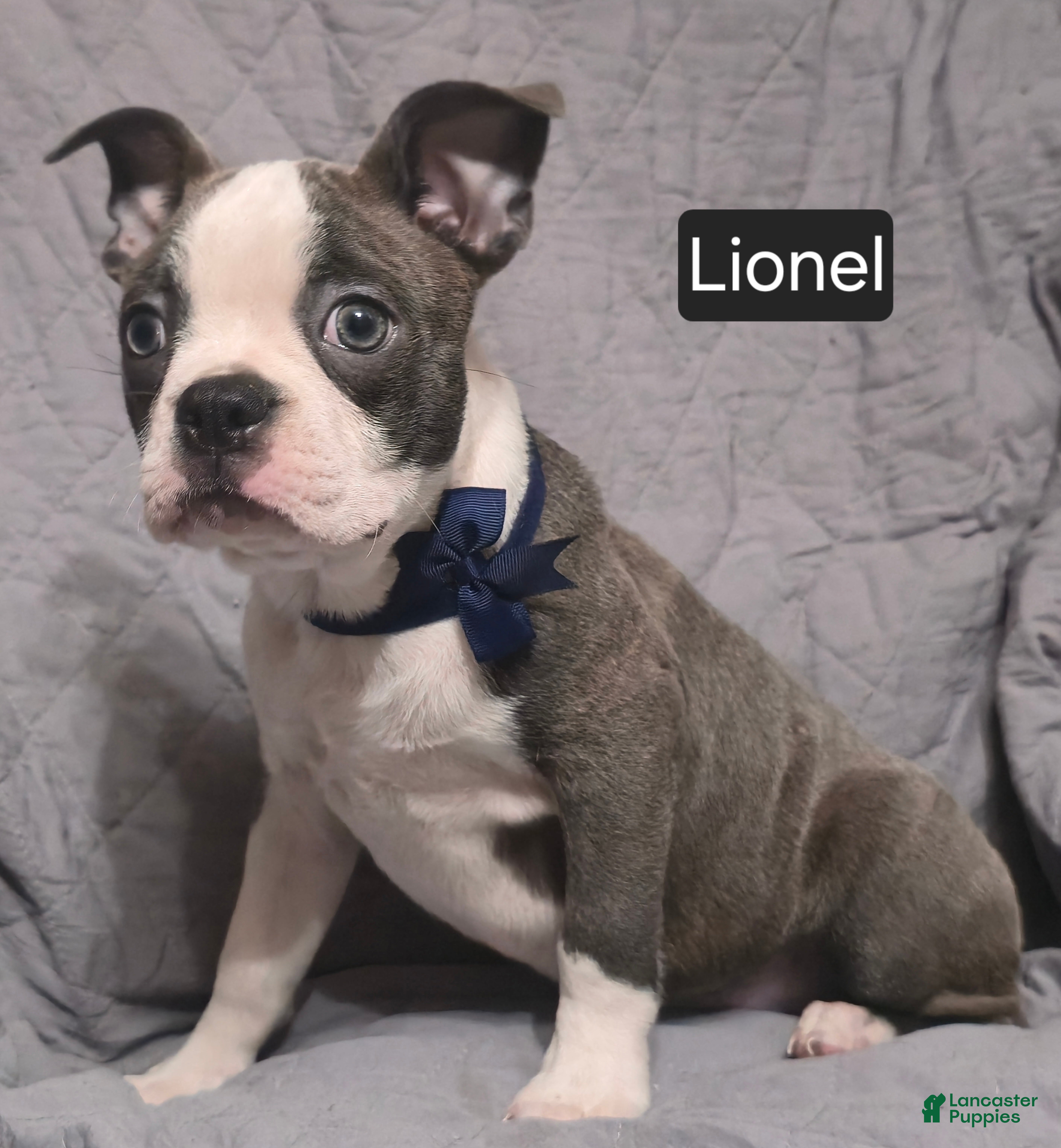 Boston Terrier dogs Lionel - Ad 10