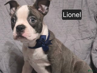 Boston Terrier dogs Lionel - Ad 14