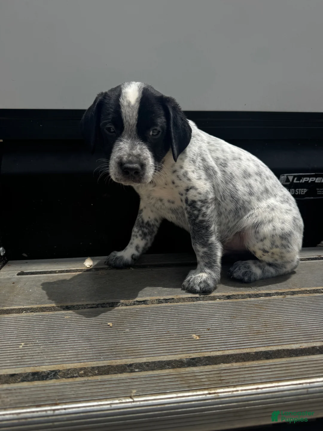 Mixed Breed dogs for sale: River - Ad 1