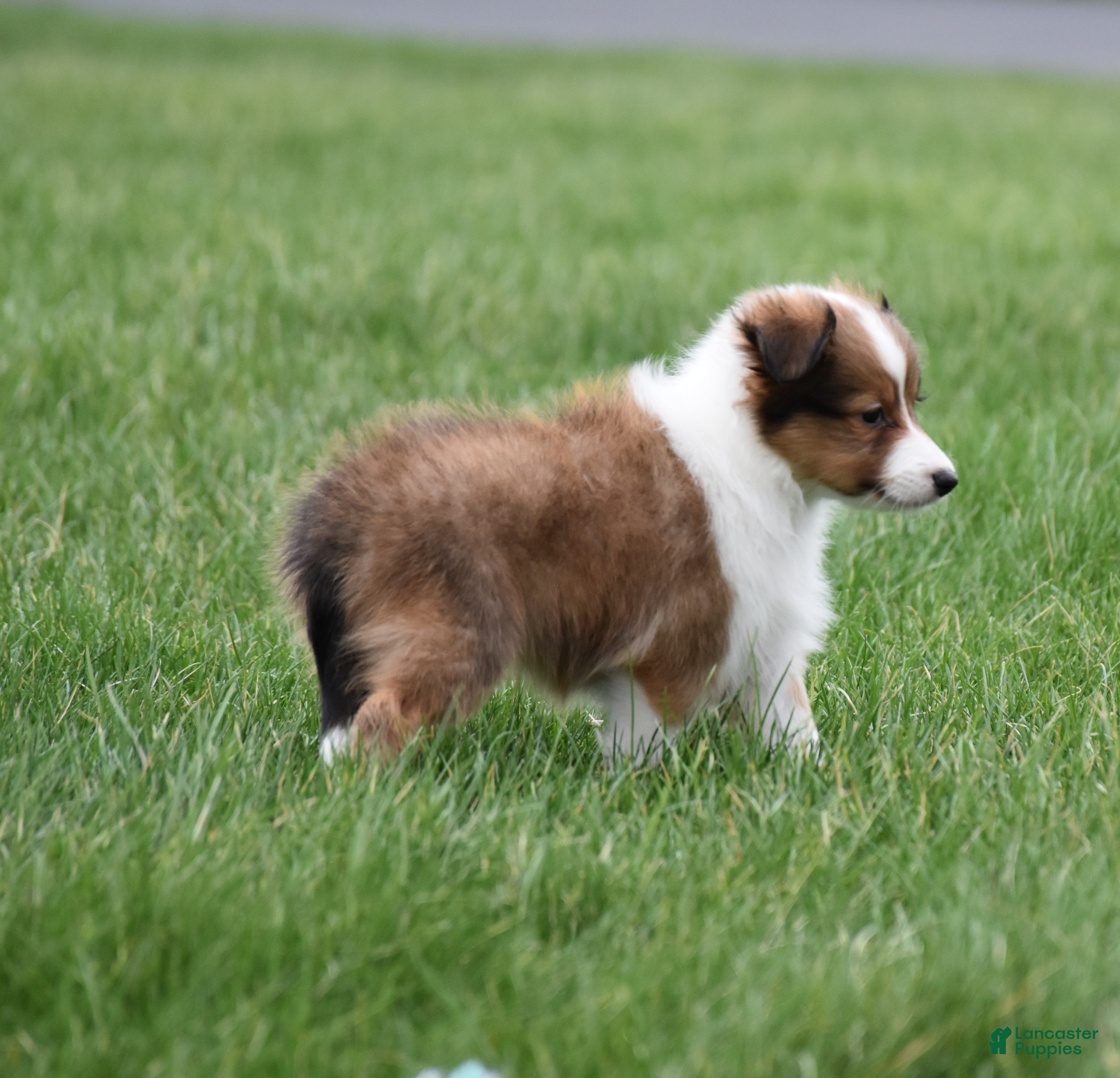 Shetland Sheepdog dogs Banks - Ad 2