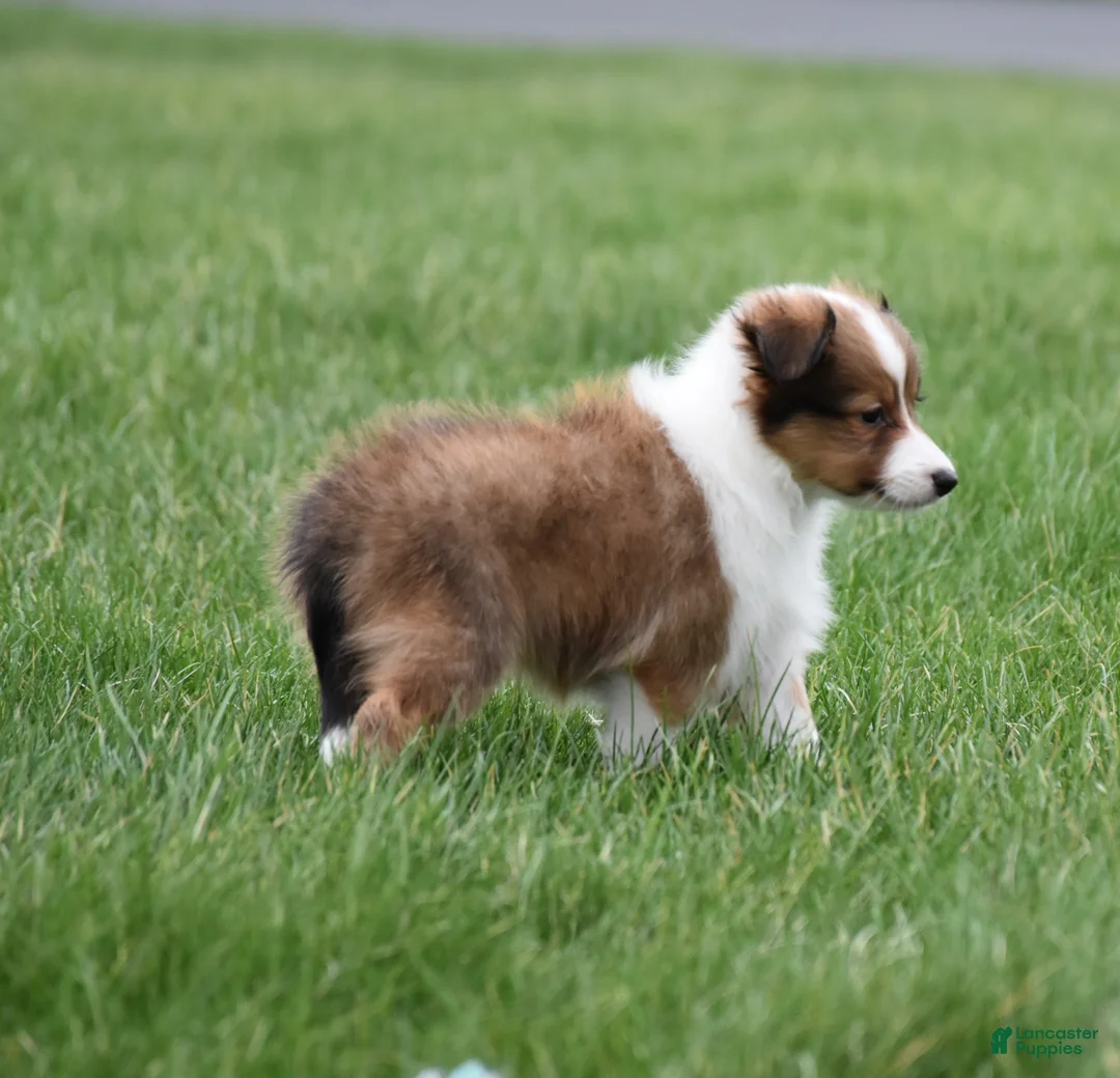 Shetland Sheepdog dogs for sale: Banks - Ad 2
