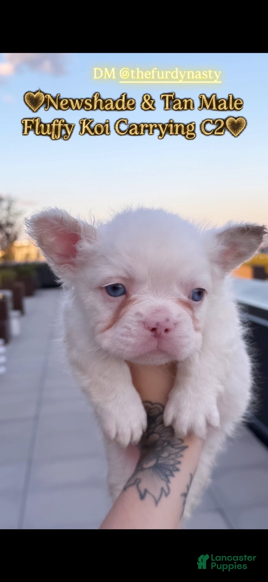 French Bulldog dogs for sale: French Bulldog 1 - Ad 12