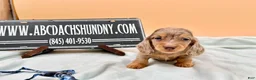 Miniature Dachshund dogs for sale: Miniature Dachshund Puppy 4 - Ad 3