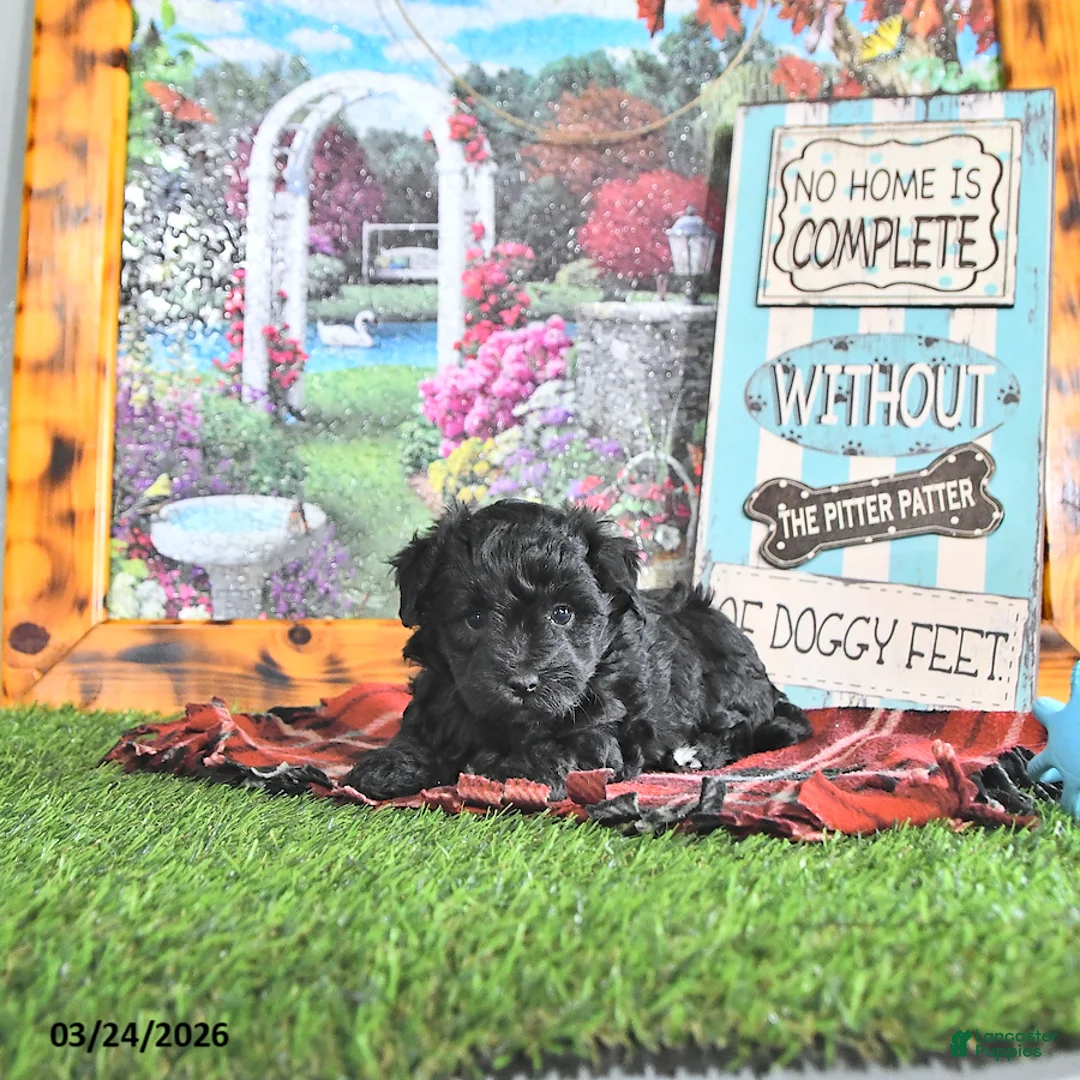 Maltipoo dogs for sale: Scout - Ad 2