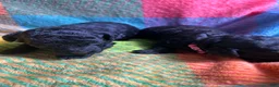 Cavapoo dogs for sale: Stormy - Ad 5