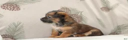 Mixed Breed dogs for sale: Frisky - Ad 2