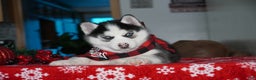 Siberian Husky dogs for sale: Luna - Ad 6