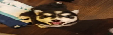 Pomsky 2
