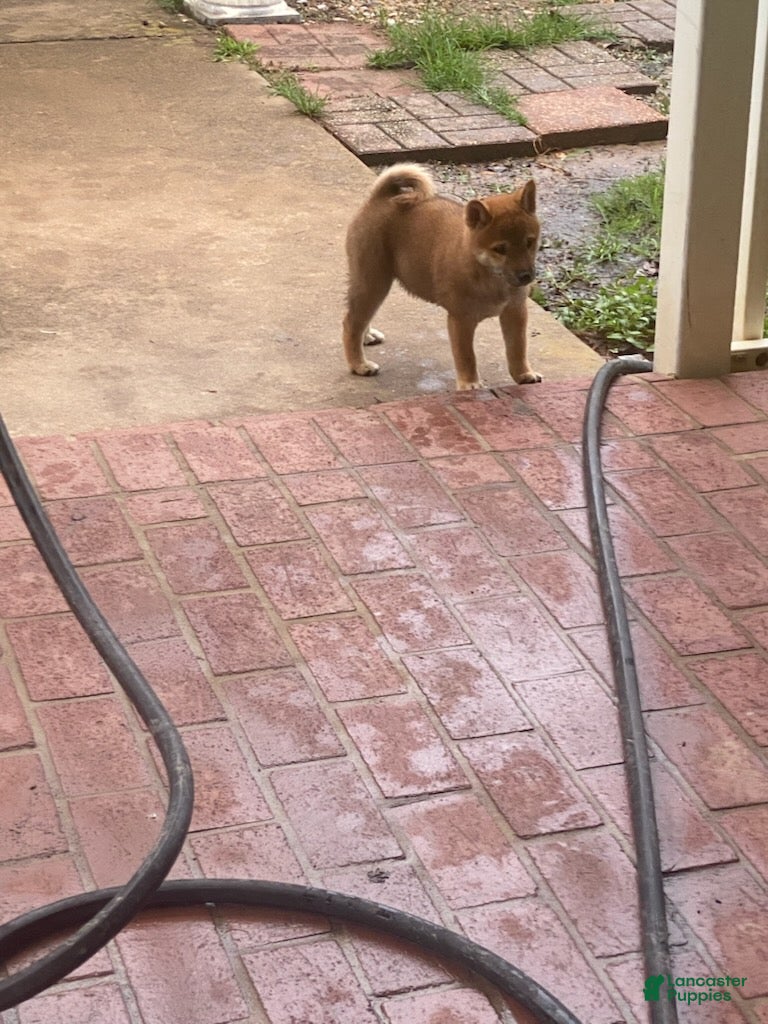 Shiba Inu dogs Shiba Inu Female - Ad 19