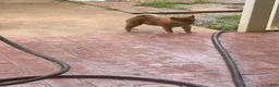 Shiba Inu dogs for sale: Shiba Inu Female - Ad 1