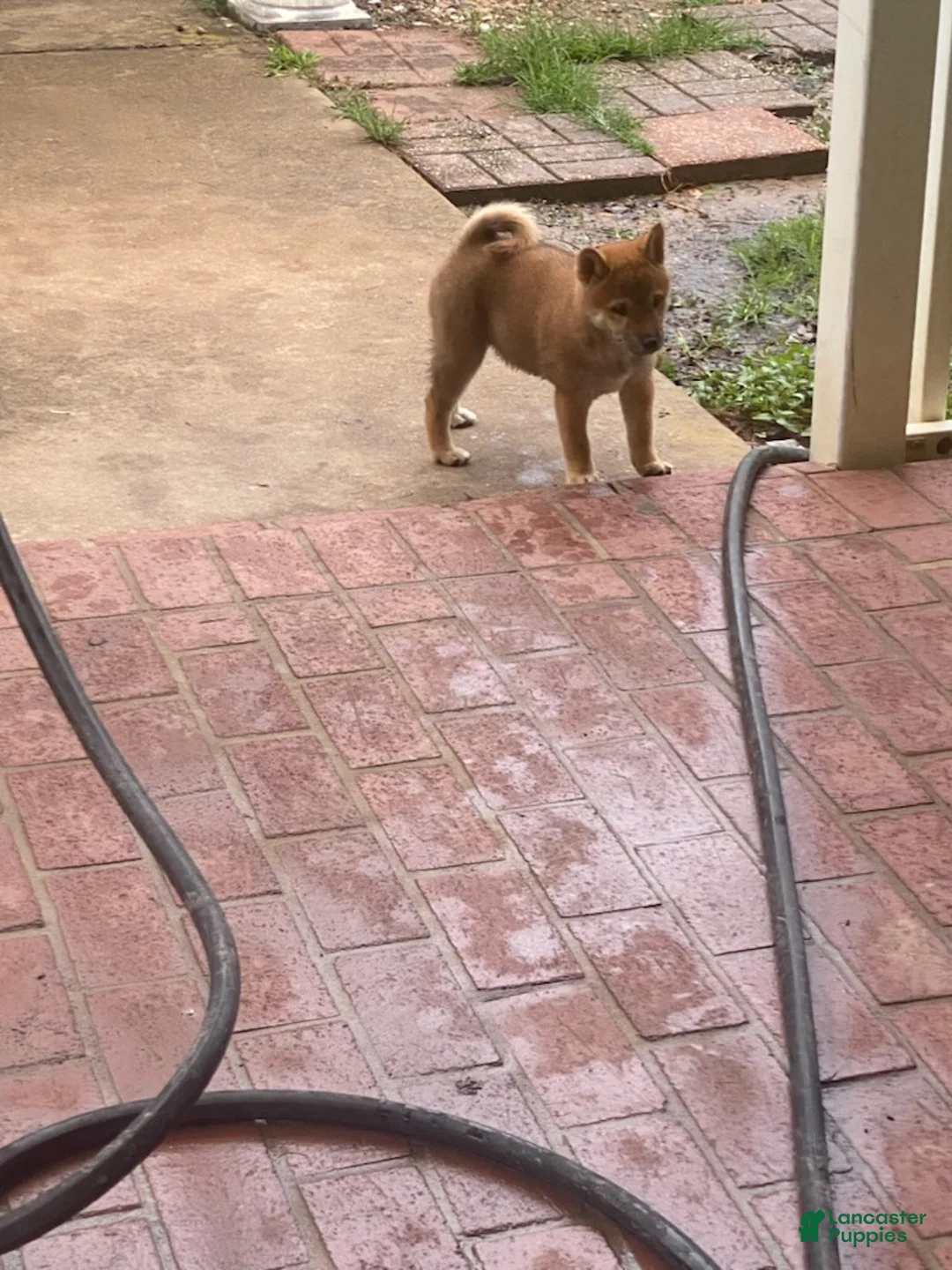 Shiba Inu dogs for sale: Shiba Inu Female - Ad 1