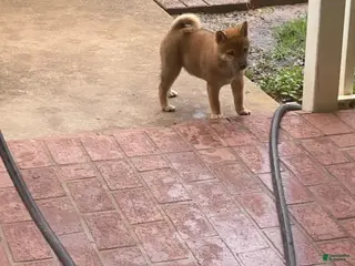 Shiba Inu dogs Shiba Inu Female - Ad 19