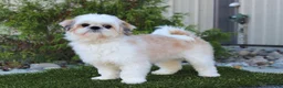 Shih Tzu dogs for sale: Rosella - Ad 6