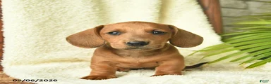 Koda 