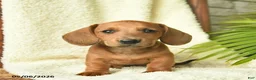 Miniature Dachshund dogs for sale: Koda  - Ad 1