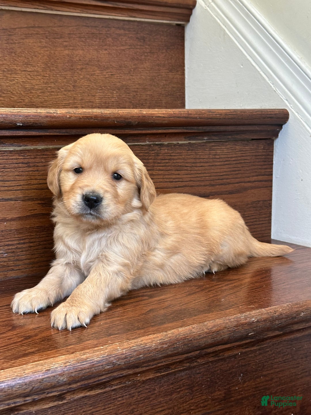 Golden Retriever dogs for sale: Nova - Ad 8