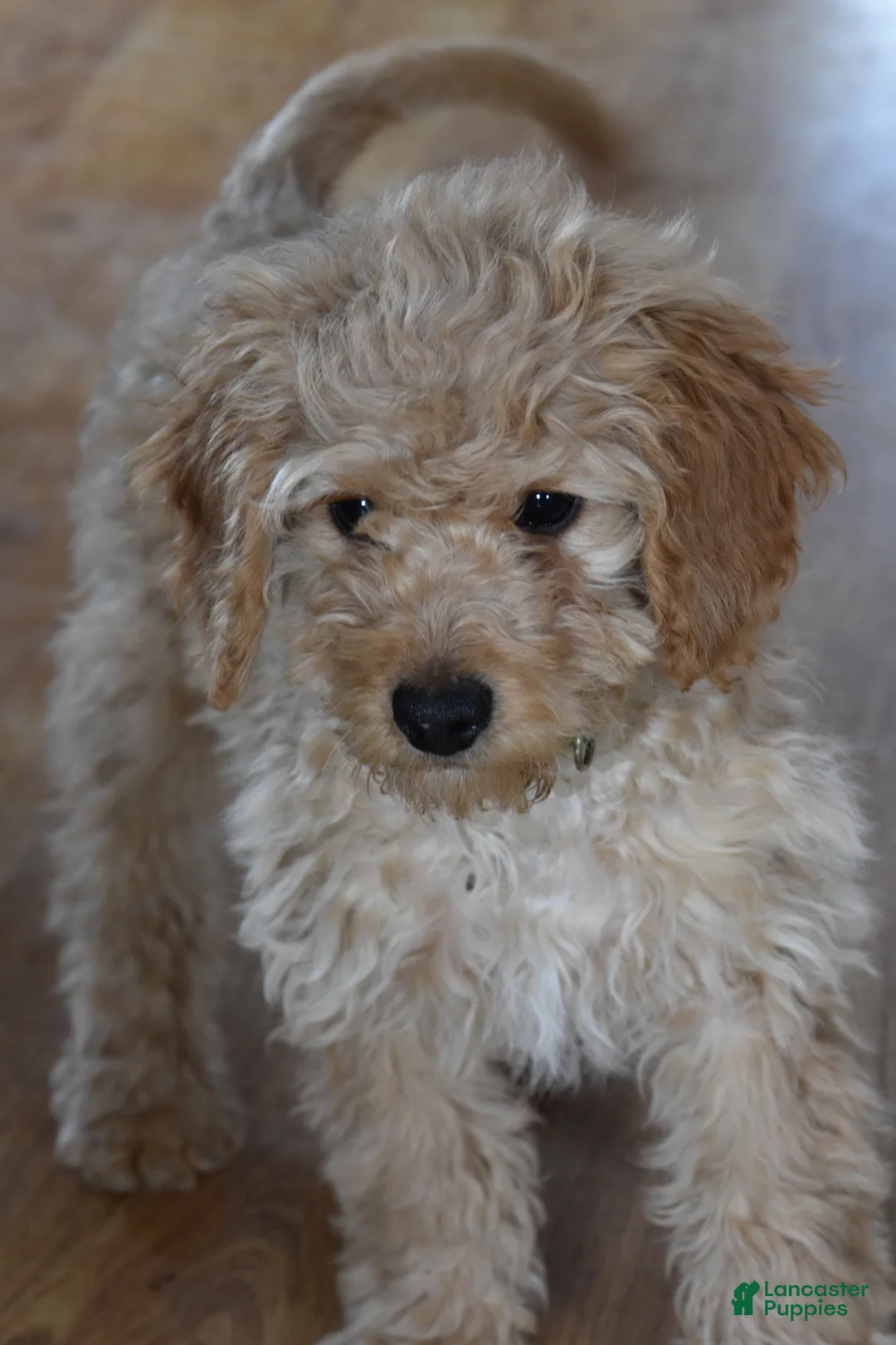 Cockapoo dogs for sale: Bubba - Ad 2