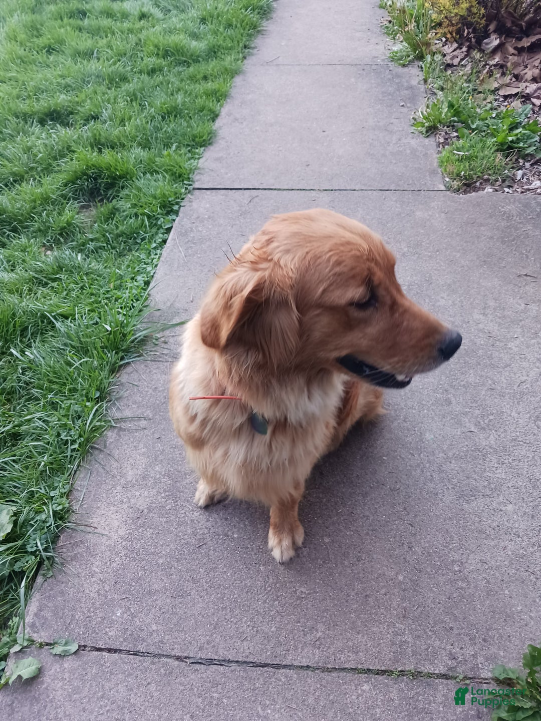 Golden Retriever dogs for sale: Bear - Ad 2