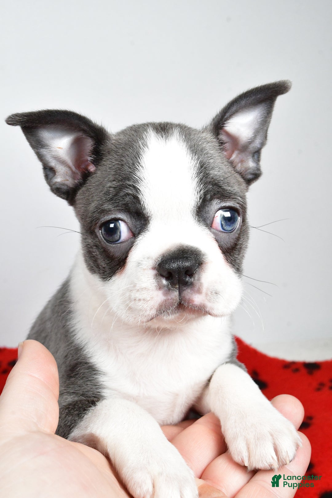 Boston Terrier dogs for sale: Trisha  - Ad 6
