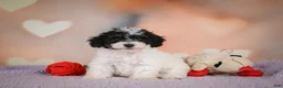 Maltipoo dogs for sale: Archie - Ad 3