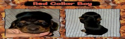 Miniature Dachshund dogs for sale: Red Collar Boy - Ad 3