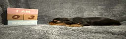 Yorkshire Terrier dogs for sale: Orion - Ad 2