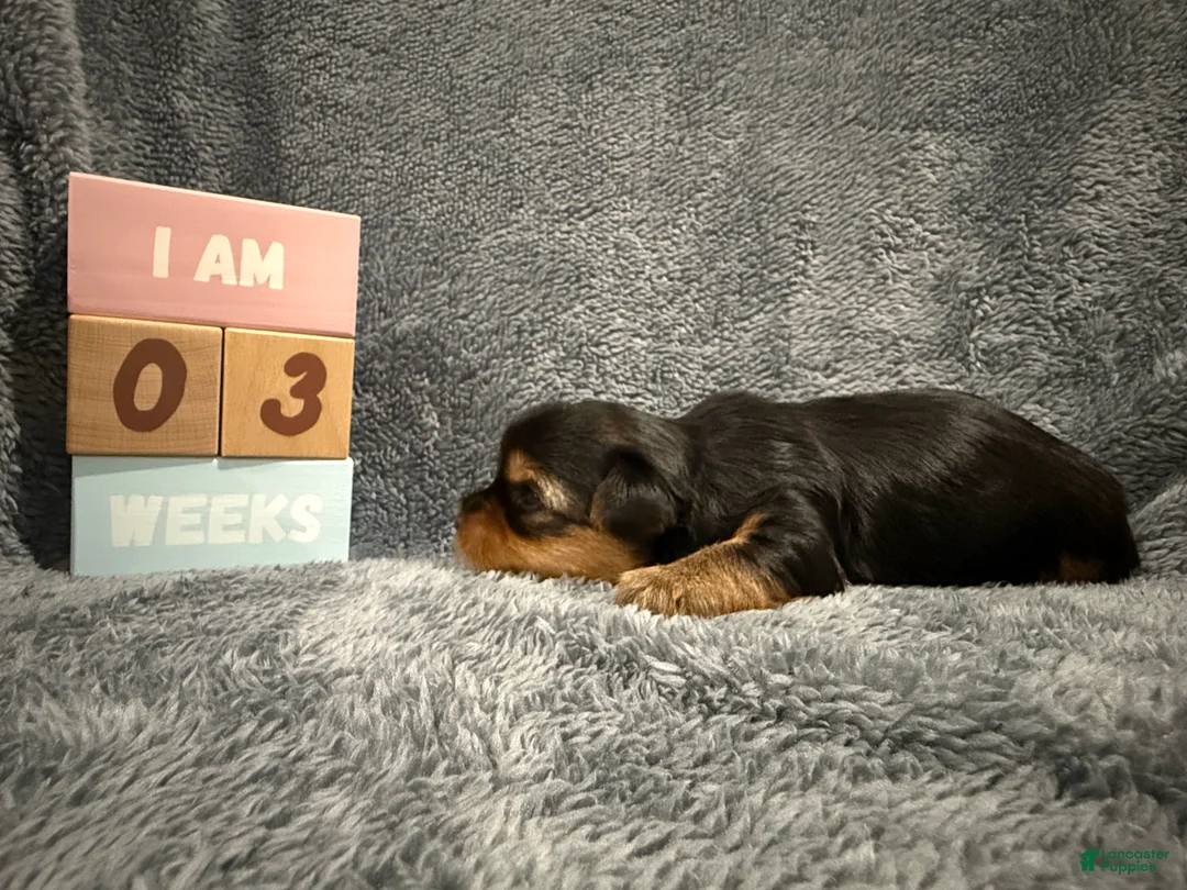 Yorkshire Terrier dogs for sale: Orion - Ad 2